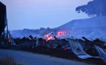 Chicken house destroyed by fire in Simcoe