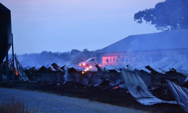 Chicken house destroyed by fire in Simcoe