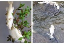 Feature: River residents sound off about Tyson’s Mulberry Fork spill, fish kill