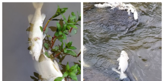 Feature: River residents sound off about Tyson’s Mulberry Fork spill, fish kill