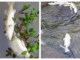 Feature: River residents sound off about Tyson’s Mulberry Fork spill, fish kill