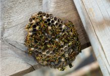 Wasps: watch out this summer