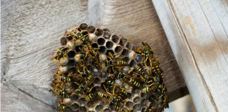 Wasps: watch out this summer