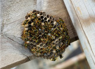 Wasps: watch out this summer