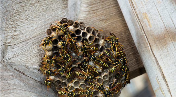 Wasps: watch out this summer
