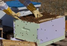 Learn beekeeping basics June 29 at Tractor Supply