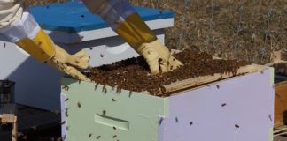 Learn beekeeping basics June 29 at Tractor Supply