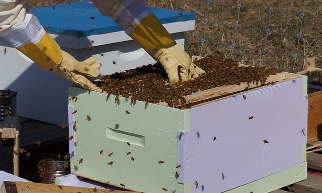 Learn beekeeping basics June 29 at Tractor Supply