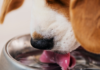 Help your dog beat the heat this summer