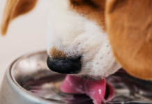 Help your dog beat the heat this summer