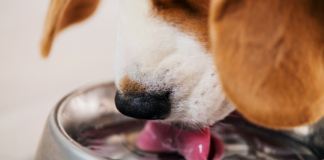 Help your dog beat the heat this summer