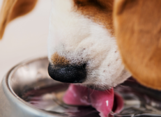 Help your dog beat the heat this summer