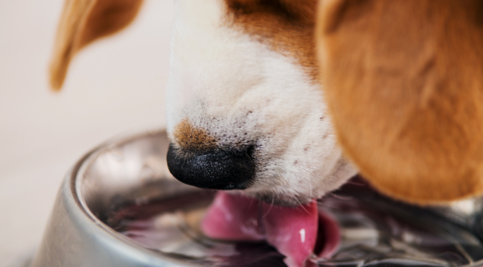 Help your dog beat the heat this summer