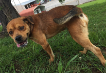 Pet of the Week: Hungry for a friend? Grab a Peanut!