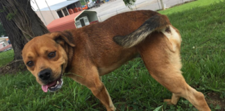 Pet of the Week: Hungry for a friend? Grab a Peanut!