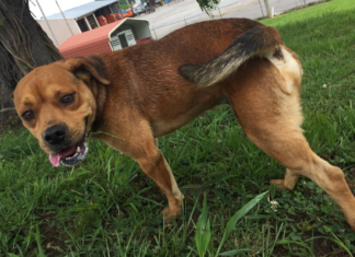 Pet of the Week: Hungry for a friend? Grab a Peanut!