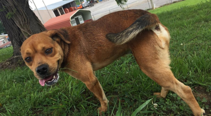 Pet of the Week: Hungry for a friend? Grab a Peanut!