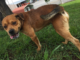 Pet of the Week: Hungry for a friend? Grab a Peanut!