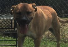 Pet of the Week: Great news on adoptions, but there’s a Spy in the shelter!