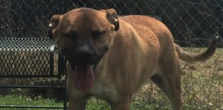 Pet of the Week: Great news on adoptions, but there’s a Spy in the shelter!