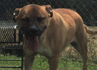 Pet of the Week: Great news on adoptions, but there’s a Spy in the shelter!