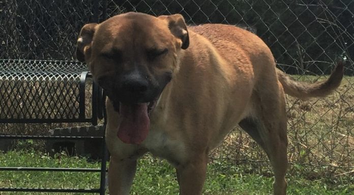 Pet of the Week: Great news on adoptions, but there’s a Spy in the shelter!