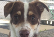 Pet of the Week: Who can resist a Chip?