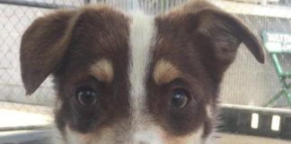 Pet of the Week: Who can resist a Chip?