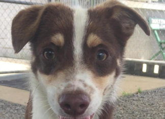 Pet of the Week: Who can resist a Chip?