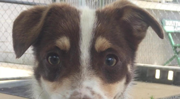 Pet of the Week: Who can resist a Chip?