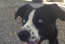 (Bonus) Pet of the Week: Help Luna find her forever home