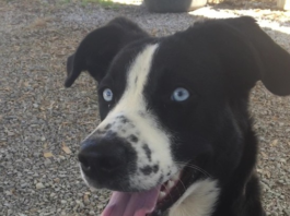 (Bonus) Pet of the Week: Help Luna find her forever home