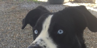 (Bonus) Pet of the Week: Help Luna find her forever home