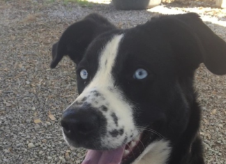 (Bonus) Pet of the Week: Help Luna find her forever home