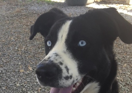 (Bonus) Pet of the Week: Help Luna find her forever home