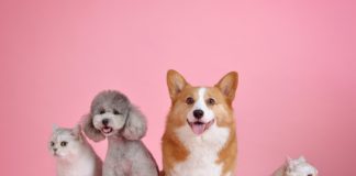 Countywide rabies clinic Saturday; vaccinations are $12