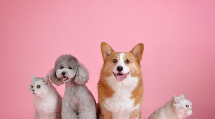 Countywide rabies clinic Saturday; vaccinations are $12