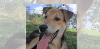 Pet of the Week: Need a sweet treat? Try a Jelly Bean!