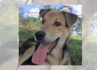 Pet of the Week: Need a sweet treat? Try a Jelly Bean!