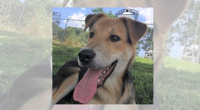 Pet of the Week: Need a sweet treat? Try a Jelly Bean!