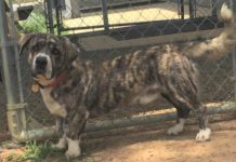 Pet of the Week: Spend your weekends with Bernie