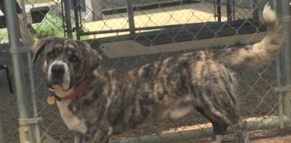 Pet of the Week: Spend your weekends with Bernie