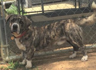 Pet of the Week: Spend your weekends with Bernie