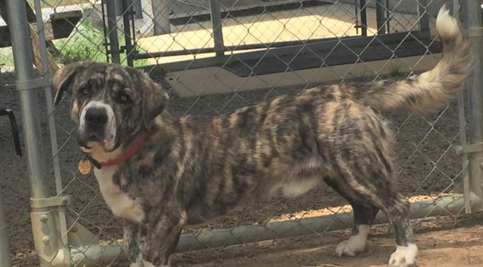 Pet of the Week: Spend your weekends with Bernie