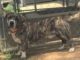 Pet of the Week: Spend your weekends with Bernie