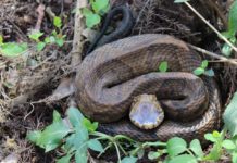 Cooperative Extension System talks venomous snakes of Alabama