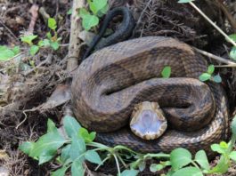 Cooperative Extension System talks venomous snakes of Alabama