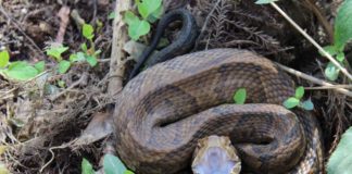 Cooperative Extension System talks venomous snakes of Alabama