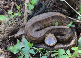 Cooperative Extension System talks venomous snakes of Alabama
