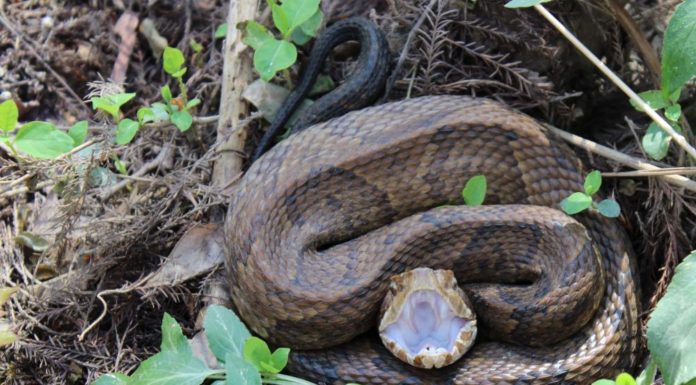 Cooperative Extension System talks venomous snakes of Alabama
